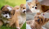 Küçük Irk Köpek Bakımı Neden Özeldir?