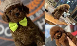 Toy Poodle Yavruları Tuvalet Eğitimine Ne Zaman Başlanmalı?