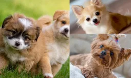 Küçük Irk Köpek Bakımı Neden Özeldir?