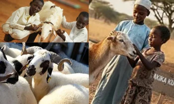 Kurban Bağışları ile Bayram Sevincini Çoğaltın