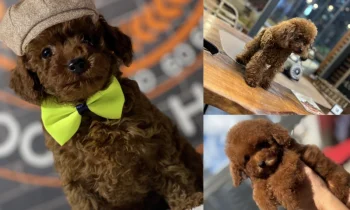 Toy Poodle Yavruları Tuvalet Eğitimine Ne Zaman Başlanmalı?