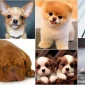 Köpekler İnsanlar İçin Risk Taşırlar Mı?