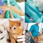 Veteriner Aşı Takip Programı Nedir