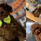 Toy Poodle Yavruları Tuvalet Eğitimine Ne Zaman Başlanmalı?