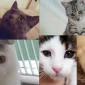 Doğru Köpek Maması İle Dostunuzu Sevindirin